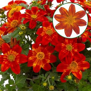 Afbeelding van Bidens P12 Orange yellow star